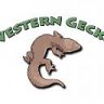 Western Gecko