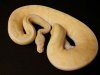 1.0 Albino Spider 380g Producing plugs $325.jpeg