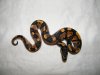 calico poss osmosis unsexed (2).jpg