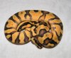 citrus pastel enchi yb male.jpg