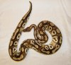 mojave female.jpg