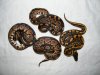 male cinnamons, female cinnamon disco, female yb cinnie all 50% het ghost.jpg