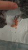 IMG-20200319-WA0044.jpeg
