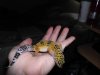Geckos and me 040 - Copy.JPG