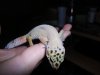Geckos and me 043.JPG