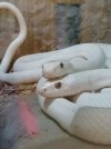 Texas Rat snake (Elaphe obsoleta lindheimeri)01.jpg