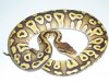 pastave female 207g.jpg