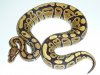 A+ vanilla female 260 g.jpg