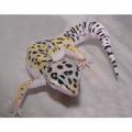Geckomom