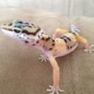 WilliamTheLeopardGecko