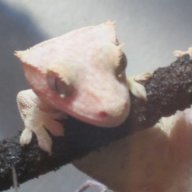 Geckotopia
