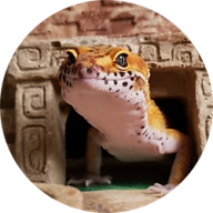 Griff's Geckos
