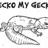 Lecko my Gecko