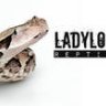 ladylocks