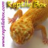 ReptileBox
