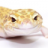 Geckos4Life<3
