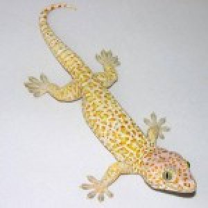 caramel-albino-tokay-geckos-150x150.jpg