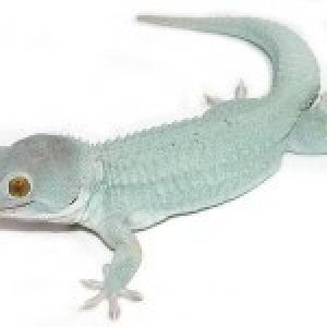 powder-blue-tokay-gecko-150x150.jpg