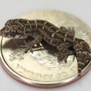 viper-gecko1.jpg