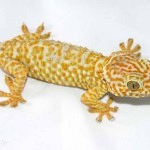 amelanistic-tokay-geckos-150x150.jpg