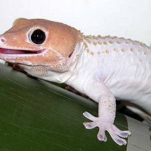 leucistic-tokay-geckos.jpg