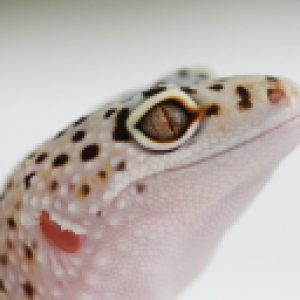 leopard-gecko-128x128.png
