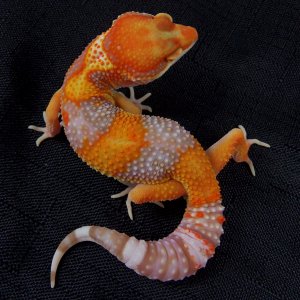 Lava Firewater Male - First of my new line