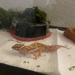 First Gecko!