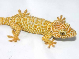 amelanistic-tokay-geckos-300x225.jpg