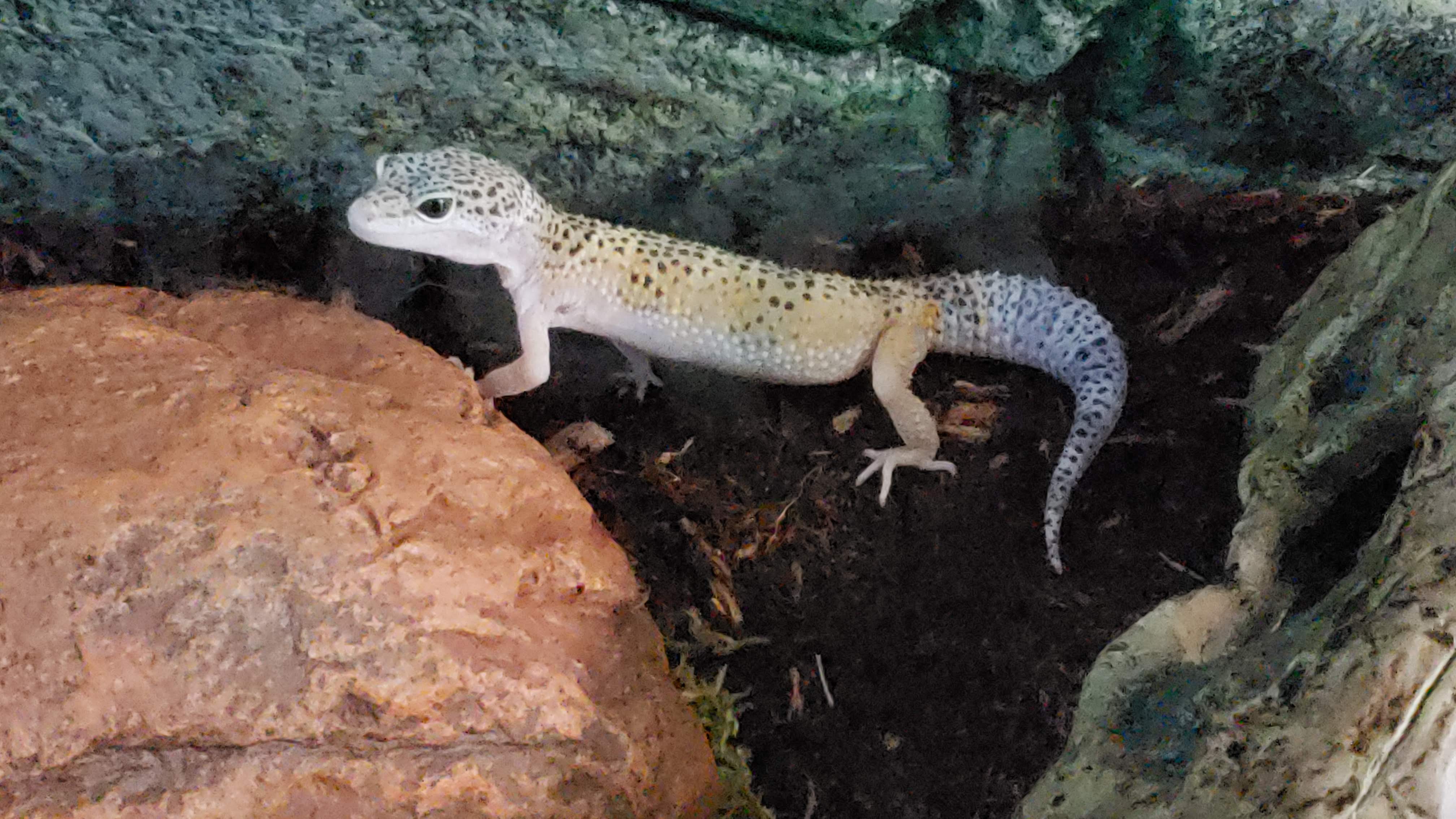 Chomper - Male 4.5 M/O - Leopard Gecko