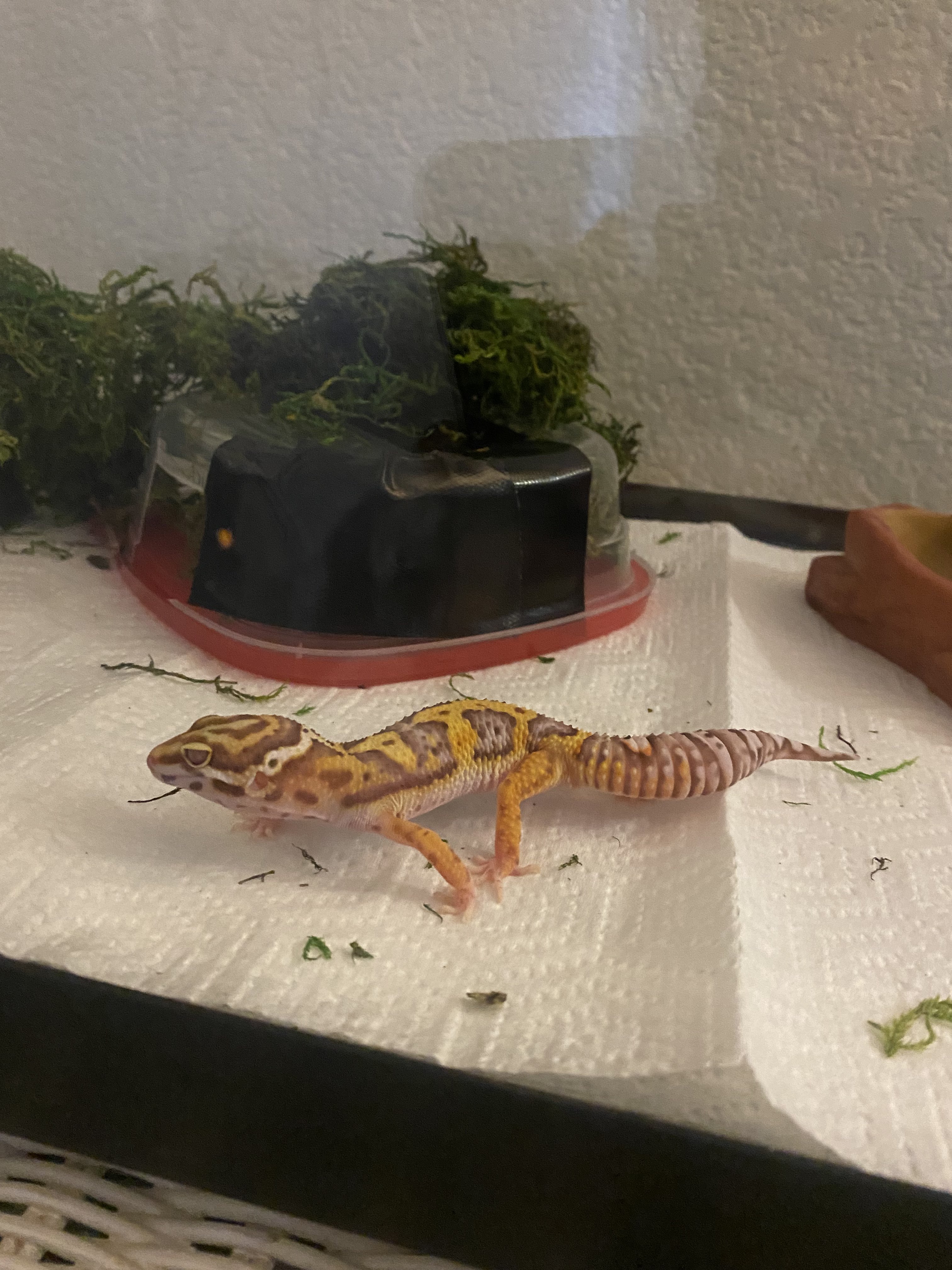 First Gecko!