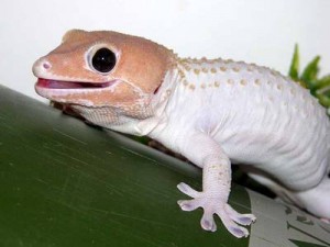 leucistic-tokay-geckos-300x225.jpg