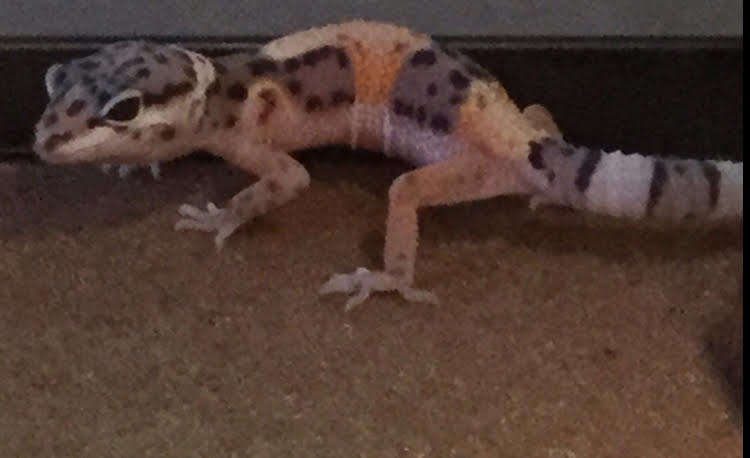 New young Leopard gecko!