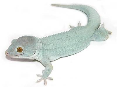 powder-blue-tokay-gecko.jpg