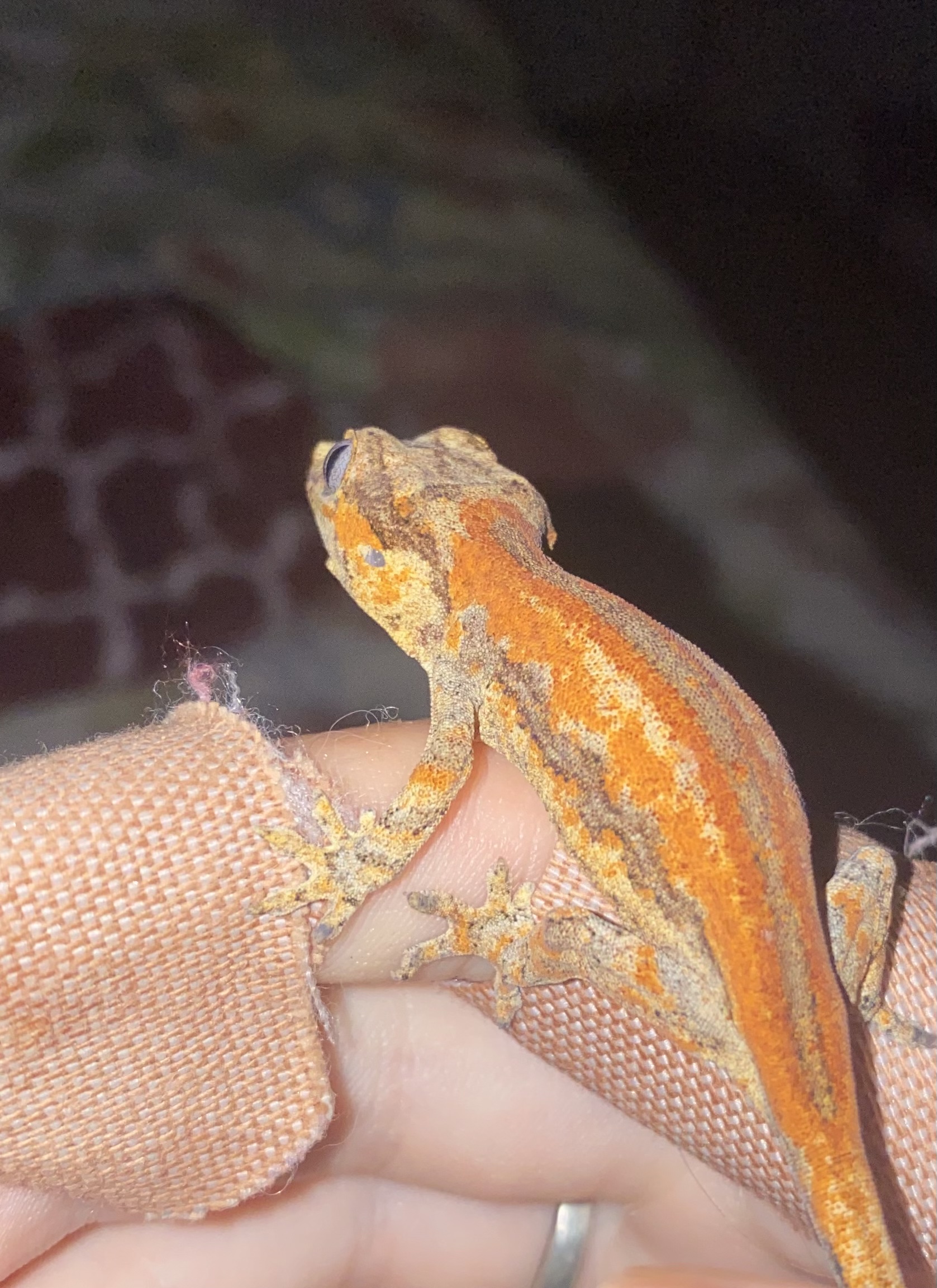 Therin, baby gargoyle gecko