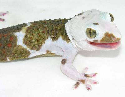 true-pied-tokay-gecko.jpg
